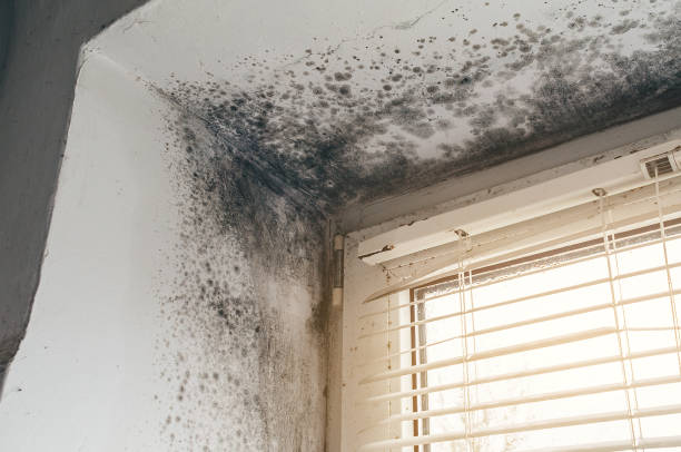 Affordable Mold Inspection And Testing solutions in Wallington, NJ